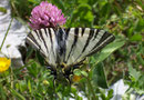 Iphiclides podalirius (Segelfalter) / CH VS Felsensteppe, 16. 06. 2006