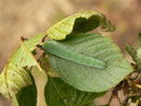 Gonepteryx rhamni (Zitronenfalter,) / CH BE Hasliberg 1100 m, 23. 07. 2016 an Rhamnus pumila