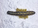 Pieris brassicae (Grosser Kohlweissling, Raupe parasitiert) / CH BE Hasliberg 1050 m, 15. 06. 2009