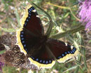 Nymphalis antiopa (Trauermantel) / Italien Aostatal Valpelline Alp Chamen, 10. 08. 2005