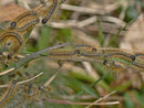 Malacosoma alpicola (Alpiner Ringelspinner) / CH BE Hasliberg 1050 m, 02. 04. 2014