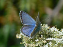 Polyommatus eros (Eros-Bläuling, Männchen) / CH VS Val d'Anniviers Zinal Arolec 2195 m, 04. 07. 2011