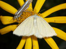 Crocota pseudotinctaria (Weibchen) / GEOMETRIDAE/Ennominae (Spanner)