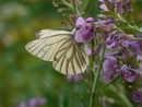 Pieris napi (Grünaderweissling, Männchen) / CH BE Hasliberg 1050 m, 27. 07. 2013