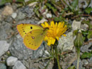 Colias croceus (Postillon) / CH VS Täsch nach Zermatt 1540 m, 03.09. 2013