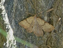 Selidosema brunnearia (Purpurgrauer Heide-Tagspanner) / GEOMETRIDAE/Ennominae (Spanner)