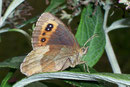 Erebia aethiops  (Graubindiger Mohrenfalter, Weibchen) / CH BE Hasliberg 1050 m, 15. 08. 2006