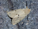 Spilosoma lutea (Gelber Tigerbär) / ARCTIIDAE/Arctiinae (Bärenspinner)