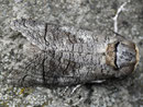 Cossus cossus (Weidenbohrer) / COSSIDAE