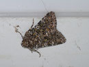 Hadena magnolii (Südliche Nelkeneule) / NOCTUIDAE (Eulen)