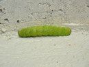 Phlogophora meticulosa (Achateule, Raupe) / CH BE Hasliberg 1050 m, 24. 04. 2013