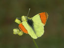 Anthocharis euphenoides (Gelber Auroroafalter, Männchen) / PIERIDAE/Pierinae (Weisslinge)