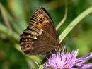 Erebia ligea (Weissbindiger Mohrenfalter, Weibchen) / CH UR Isenthal 1206 m, 17. 08. 2011