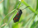 Zyganea ephialtes / ZYGAENIDAE (Widderchen, Blutströpfchen)