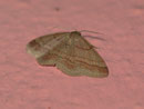 Scopula rubiginata (Violettroter Kleinspanner) / GEOMETRIDAE/Sterrhinae (Spanner)