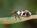 Micropteryx allionella / MICROPTERIGIDAE (Urmotten)