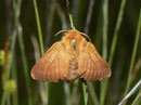 Malacosoma alpicola (Alpiner Ringelspinner, Weibchen) / CH BE Hohgant 1790 m, 30. 07. 2012
