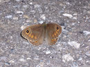 Lasiommata maera (Braunauge, Männchen) / CH BE Hasliberg 1050 m, 11. 06. 2009