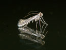 Gracillariidae (Blatttütenmotten, Miniermotten, Falterminierer))