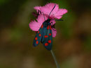 Zygaena transalpina (Hufeisenklee-Widderchen, Falter aus vorheriger Puppe) / CH BE Hasliberg 1070 m, 09. 07. 2015 