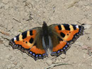 Aglais urticae (Kleiner Fuchs) / NYMPHALIDAE/Nymphalinae (Edlefalter)