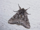 Lycia hirtaria (Schwarzfühler-Dickleibspanner) / NOCTUIDAE (Eulen)