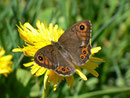 Lasiommata petropolitana (Braunscheckauge, Männchen) / CH BE Hasliberg Bärschwendi 1378 m, 21. 05. 2014