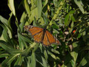 Danaus plexippus (Monarch) / Portugal Madeira Funchal, Meereshöhe, 27. 01. 2015