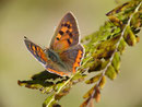 Lycaena phlaeas (Kleiner Feuerfalter) / CH GR Roveredo Terra Bianca 360 m, 21. 09. 2017
