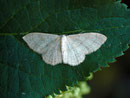 Idaea straminata / GEOMETRIDAE/Sterrhinae (Spanner)
