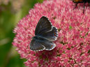 Polyommatus bellargus (Himmelblauer Bläuling, Weibchen) / CH BE Hasliberg 1050 m, 15. 09. 2014