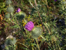 Cirsium vulgare (Gemeine Kratzdistel) / Asteraceae