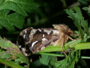 Pharmacis fusconebulosa (Adlerfarn-Wurzelbohrer) / HEPIALIDAE (Wurzelbohrer)