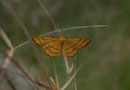 Idaea aureolaria (Goldgelber Magerrasenspanner) / GEOMETRIDAE/Sterrhinae (Spanner)