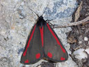 Tyria jacobeae (Jakobskrautbär) / ARCTIIDAE/Arctiinae (Bärenspinner)
