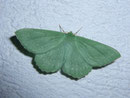 Geometra papilionaria (Grünes Blatt) / GEOMETRIDAE Geometrinae