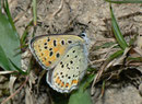 Lycaena tityrus (Brauner Feuerfalter, Weibchen) / CH BE Hasliberg 1050 m, 20. 04. 2011