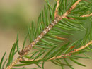 Peribatodes secundaria (Nadelholz-Rindenspanner, gefundene Raupe an Hauswand) / CH BE Hasliberg 1240 m,  03. 06. 2016 (Gezüchtet mit Abies nordmanniana