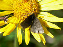 Glacies alpinata / GEOMETRIDAE/Ennominae (Spanner)