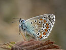 Polyommatus bellargus (Himmelblauer Bläuling, Männchen) / CH VS Val d'Anniviers St-Luc Tignousa 2180 m, 11. 10. 2012