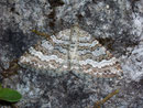 Epirrhoe molluginata (Hellgrauer Labkrautspanner) / GEOMETRIDAE/Larentiinae (Spanner)
