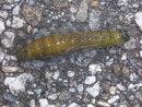 Acronicta leporina (Woll-Rindeneule, Pudel) / CH TI Valle Morobbia Carena 960 m, 28. 08. 2008