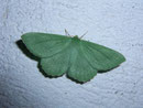 Geometra papilionaria (Grünes Blatt) / GEOMETRIDAE/Geometrinae (Spanner)