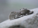 Gynaephora fascelina (Ginster-Streckfuss) / LYMANTRIIDAE (Trägspinner)