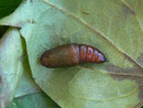 Ectropis crepuscularia (Die Raupe verpuppte sich bei Zucht frei am Boden.)