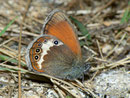 Coenonympha arcania (Weissbindiges Wiesenvögelchen) / Italien Onsernonetal 1000 m, 20. 06. 2011