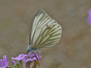 Pieris napi (Grünaderweissling, Weibchen) / CH BE Hasliberg 1050 m, 27. 07. 2013