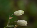 Eupithecia venosata (Freilandfund an Samenkapsel von Silene vulgaris. Die Eier sind sehr klein und relativ schwierig zu finden.)