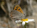 Lycaena phlaeas (Kleiner Feuerfalter) / E Andalusien, Granada-Lanjaròn-Pampaneira, Sierra Nevada Nationalpark, Alpujarra 1200 m, 26. 04. 2012
