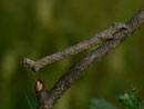Odontopera bidentata (Doppelzahnspanner)